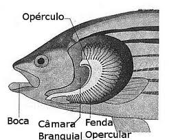 Sistema respiratório dos peixes